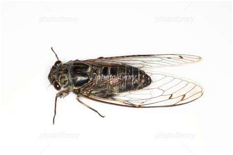 ８月５日にツクツクボウシの初鳴きを聞きました。